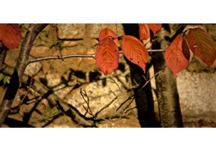 A Small Autumn,Higashiyama, Kyoto, Japan..jpg