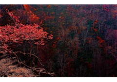 28-Fall in Mt.Myohkoh.jpg