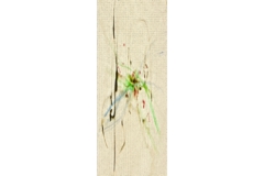 dancing with flowering plants草花と舞う.jpg